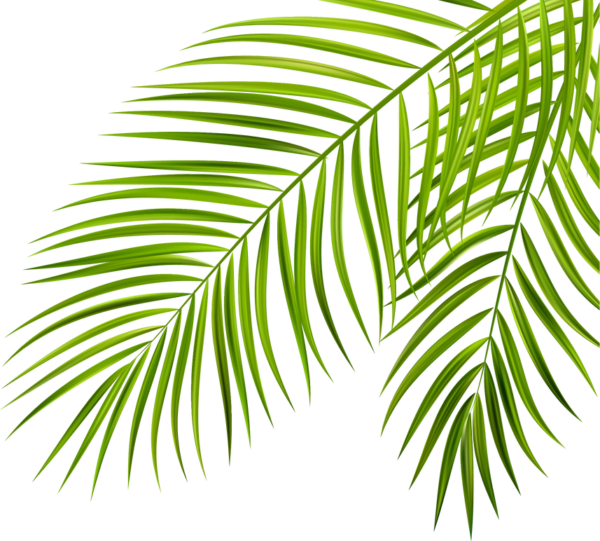 Tropical Palm Leaves